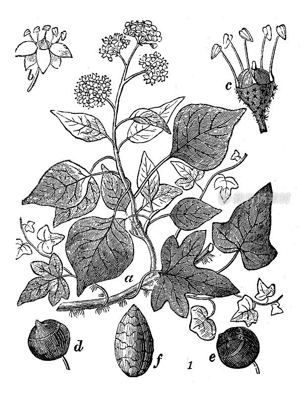 古董雕刻插图:Hedera Helix，常春藤